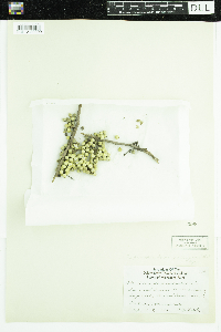 Toxicodendron radicans image