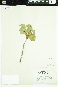 Toxicodendron radicans image