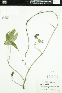 Toxicodendron radicans image