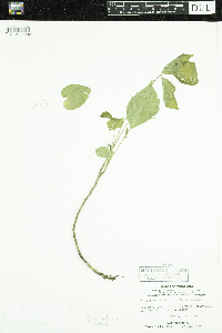 Toxicodendron radicans image