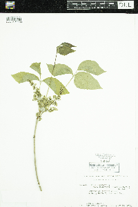 Toxicodendron rydbergii image