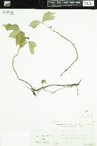 Toxicodendron radicans image