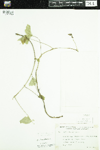 Toxicodendron radicans image
