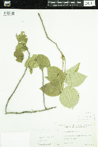 Toxicodendron radicans image