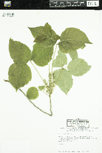 Toxicodendron radicans image
