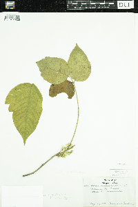 Toxicodendron radicans image