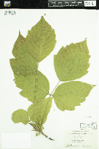 Toxicodendron radicans image