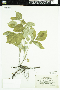 Toxicodendron rydbergii image