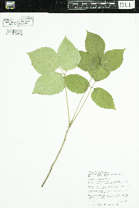 Toxicodendron rydbergii image
