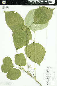 Toxicodendron rydbergii image