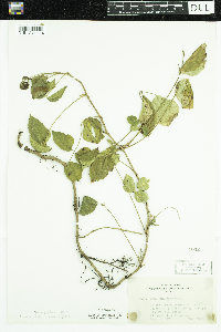 Toxicodendron rydbergii image