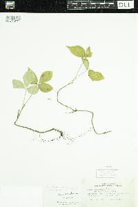 Toxicodendron rydbergii image