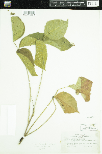 Toxicodendron rydbergii image