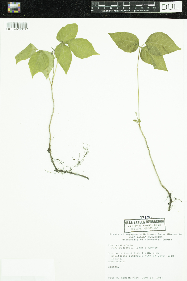 Toxicodendron image