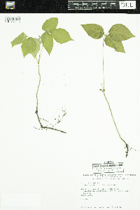 Toxicodendron rydbergii image