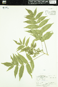 Rhus glabra image