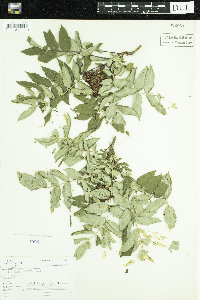 Rhus glabra image