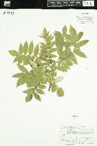Rhus glabra image