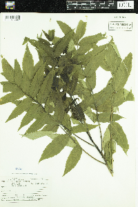 Rhus glabra image