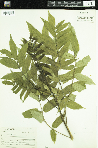 Rhus glabra image