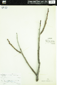 Rhus glabra image