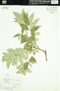 Rhus glabra image