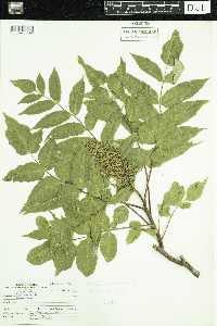 Rhus glabra image