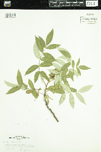 Rhus glabra image