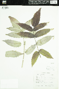 Rhus glabra image