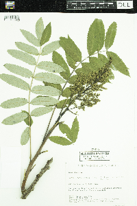 Rhus glabra image