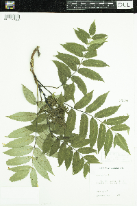 Rhus glabra image