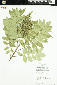 Rhus glabra image