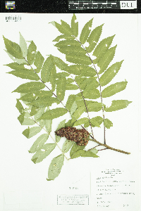 Rhus glabra image