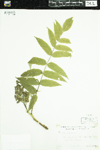 Rhus glabra image