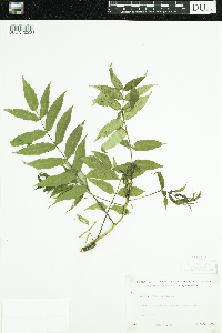 Rhus glabra image