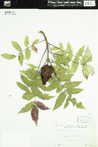Rhus glabra image