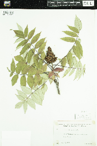 Rhus glabra image