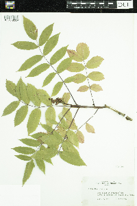 Rhus glabra image