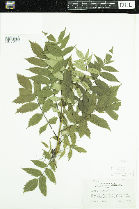Rhus glabra image
