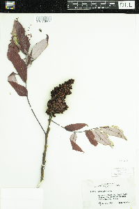 Rhus glabra image