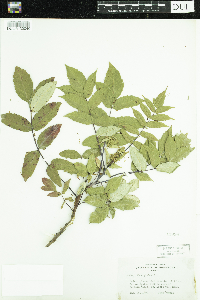 Rhus glabra image