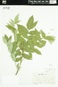 Rhus glabra image