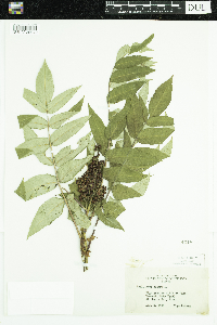 Rhus glabra image