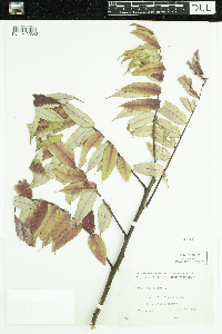 Rhus glabra image