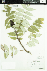 Rhus glabra image