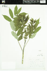 Rhus glabra image