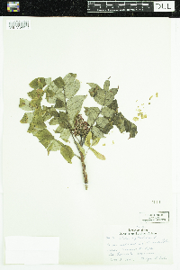 Rhus glabra image