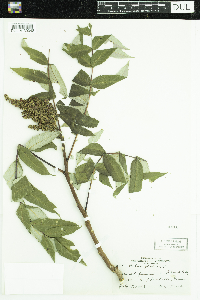 Rhus glabra image