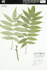 Media resource of Rhus glabra