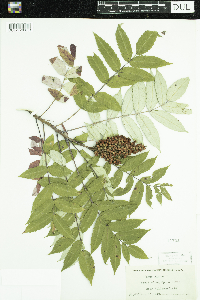 Rhus glabra image